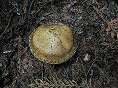 Suillus elbensis