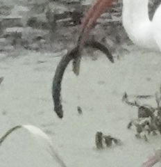 Siren intermedia