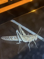 Schistocerca gregaria