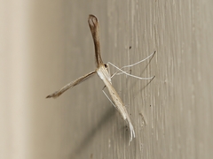 Stenoptilia zophodactylus