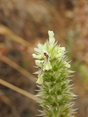 Stachys ocymastrum