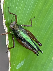 Scaria