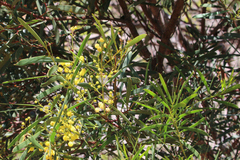 Acacia pycnantha