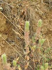 Stachys ocymastrum