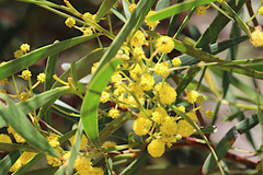 Acacia pycnantha