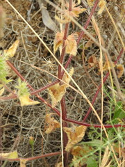 Stachys ocymastrum