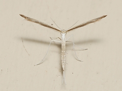 Stenoptilia zophodactylus