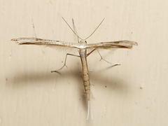 Stenoptilia zophodactylus