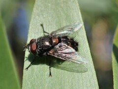 Eryciini
