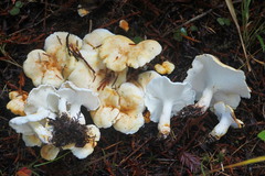 Albatrellus avellaneus