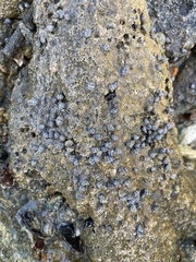 Echinolittorina ziczac