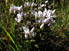 Gentianella patula