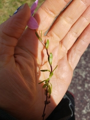 Gentianella cerastioides