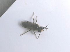 Leioproctus