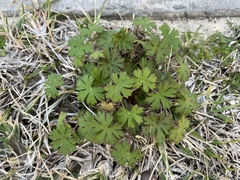 Geranium carolinianum