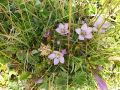 Gentianella cerastioides