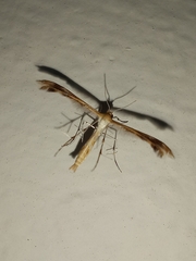 Michaelophorus indentatus