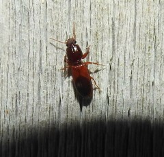 Clivina basalis