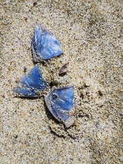 Dosima fascicularis
