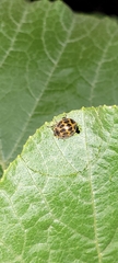 Epilachna paenulata