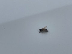 Apis mellifera