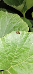Epilachna paenulata
