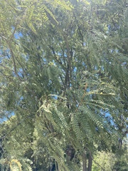 Sophora microphylla