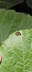 Epilachna paenulata