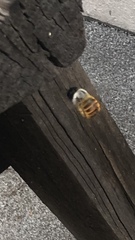 Xylocopa tabaniformis azteca