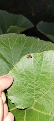 Epilachna paenulata