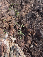 Stigmaphyllon emarginatum