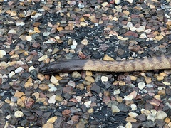 Aspidites melanocephalus