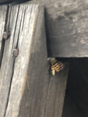 Xylocopa tabaniformis azteca