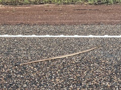 Aspidites melanocephalus