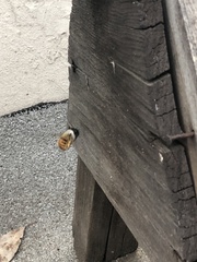 Xylocopa tabaniformis azteca