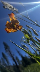 Lilium pardalinum shastense