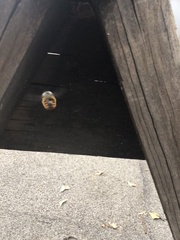 Xylocopa tabaniformis azteca