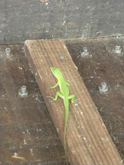 Anolis allisoni