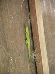 Anolis allisoni