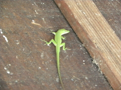 Anolis allisoni