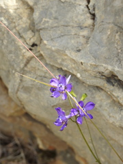 Delphinium pentagynum