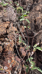 Stigmaphyllon emarginatum