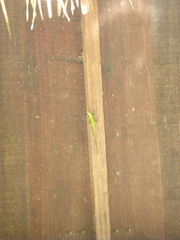 Anolis allisoni