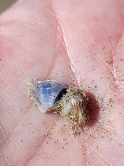 Dosima fascicularis