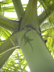 Anolis allisoni