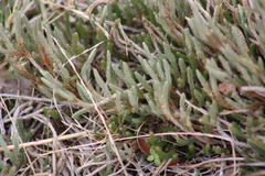 Selaginella corallina