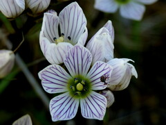 Gentianella patula