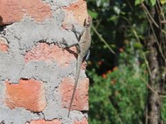 Laudakia tuberculata