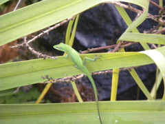 Anolis allisoni