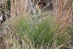Yucca constricta